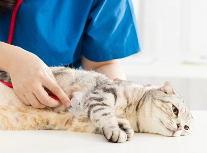 GS-441524 Price | Shaanxi BLOOM Tech Co., Ltd GS-441524 Price | Shaanxi BLOOM Tech Co., Ltd