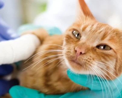 GS-441524 Buy | Shaanxi BLOOM Tech Co., Ltd GS-441524 Buy | Shaanxi BLOOM Tech Co., Ltd