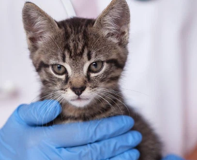 GS-441524 Price | Shaanxi BLOOM Tech Co., Ltd GS-441524 Price | Shaanxi BLOOM Tech Co., Ltd