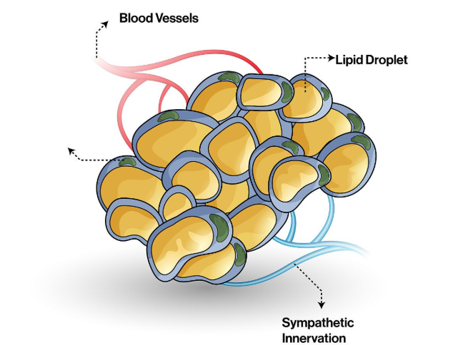 Bioglutide NA-931 fat | Shaanxi BLOOM Tech Co., Ltd Bioglutide NA-931 fat | Shaanxi BLOOM Tech Co., Ltd