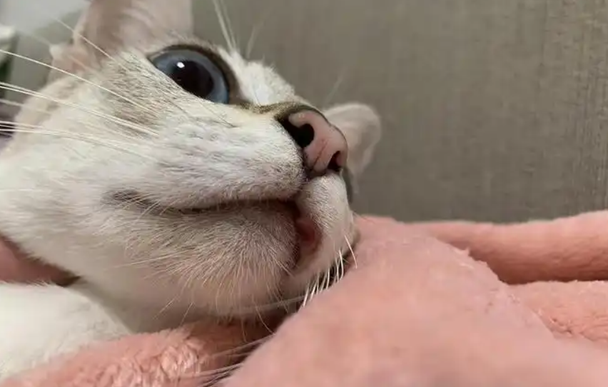 GS-441524 viral | Shaanxi BLOOM Tech Co., Ltd GS-441524 viral | Shaanxi BLOOM Tech Co., Ltd