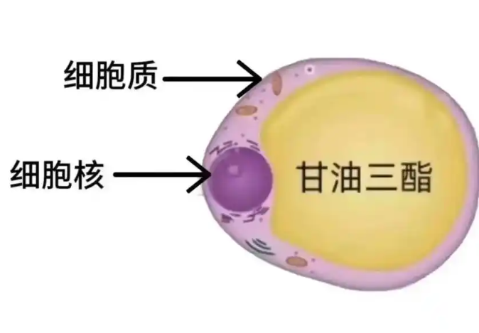 SLU-PP-332 body | Shaanxi BLOOM Tech Co., Ltd SLU-PP-332 body | Shaanxi BLOOM Tech Co., Ltd