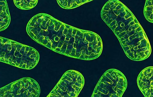 SLU-PP-332 mitochondrial function | Shaanxi BLOOM Tech Co., Ltd SLU-PP-332 mitochondrial function | Shaanxi BLOOM Tech Co., Ltd