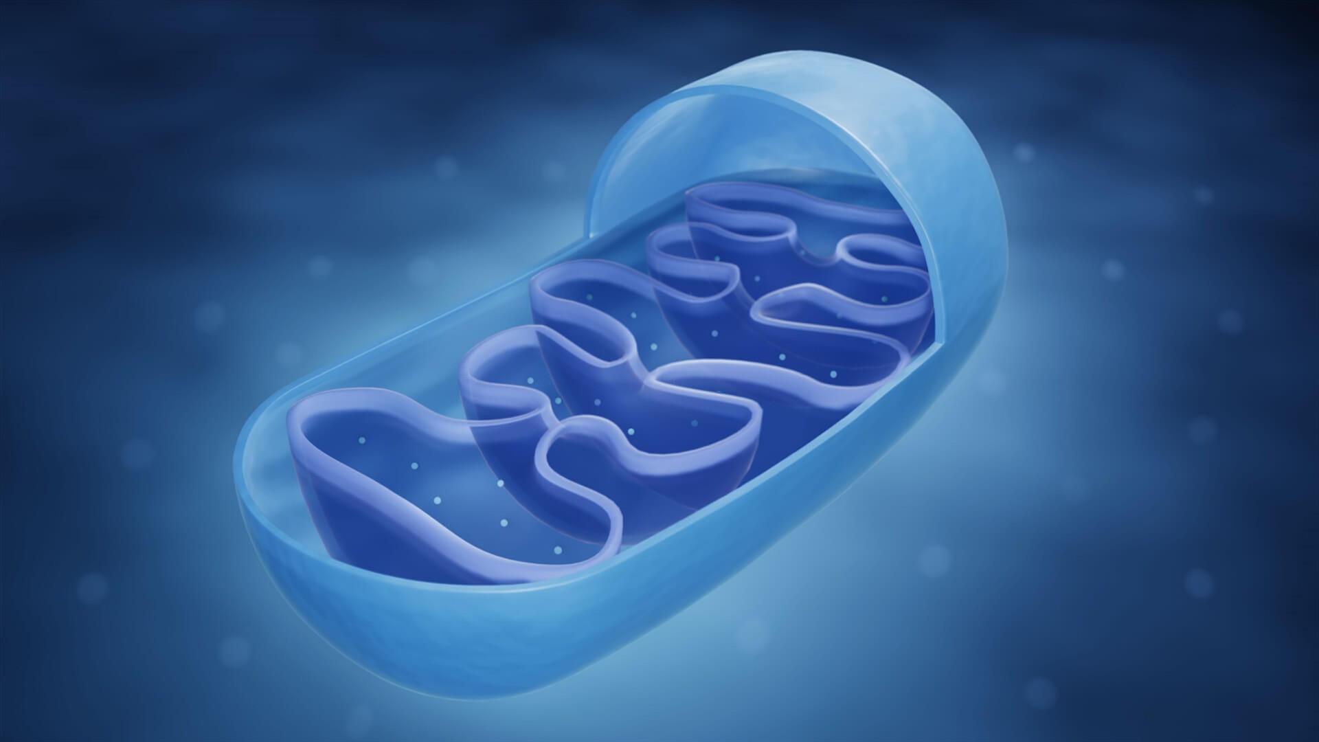 SLU-PP-332 Mitochondria | Shaanxi BLOOM Tech Co., Ltd SLU-PP-332 Mitochondria | Shaanxi BLOOM Tech Co., Ltd