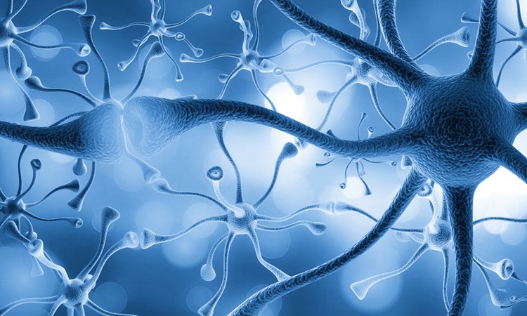 SLU-PP-332 nervous system | Shaanxi BLOOM Tech Co., Ltd SLU-PP-332 nervous system | Shaanxi BLOOM Tech Co., Ltd