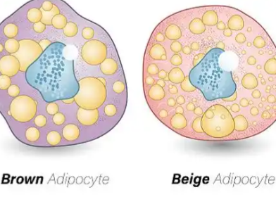 Bioglutide NA-931 500MCG| Shaanxi BLOOM Tech Co., Ltd Bioglutide NA-931 500MCG| Shaanxi BLOOM Tech Co., Ltd