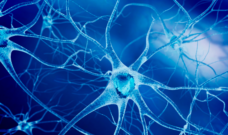 Bioglutide neural pathways | Shaanxi BLOOM Tech Co., Ltd Bioglutide neural pathways | Shaanxi BLOOM Tech Co., Ltd