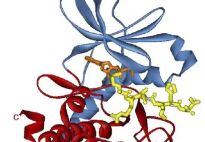 Bioglutide NA-931 Online | Shaanxi BLOOM Tech Co., Ltd Bioglutide NA-931 Online | Shaanxi BLOOM Tech Co., Ltd