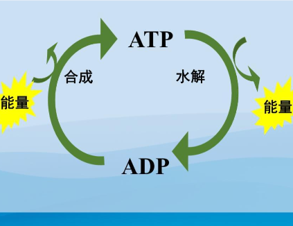 5-amino-1mq Factory | Shaanxi BLOOM Tech Co., Ltd 5-amino-1mq Factory | Shaanxi BLOOM Tech Co., Ltd