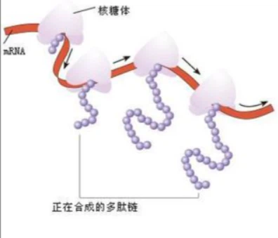 Bioglutide NA-931 Moisture | Shaanxi BLOOM Tech Co., Ltd Bioglutide NA-931 Moisture | Shaanxi BLOOM Tech Co., Ltd