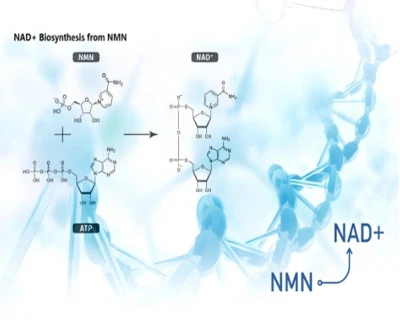 5-amino-1mq Online | Shaanxi BLOOM Tech Co., Ltd 5-amino-1mq Online | Shaanxi BLOOM Tech Co., Ltd