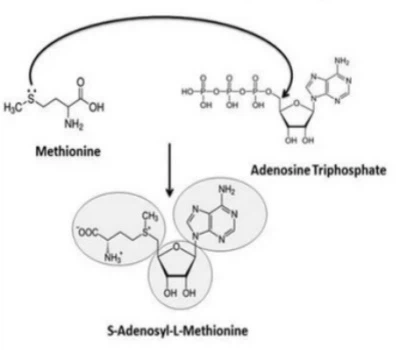 5-amino-1mq Supply | Shaanxi BLOOM Tech Co., Ltd 5-amino-1mq Supply | Shaanxi BLOOM Tech Co., Ltd