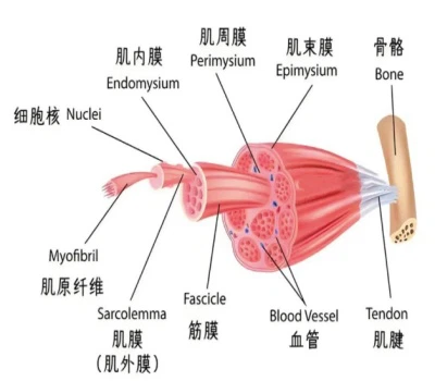 5-amino-1mq Online | Shaanxi BLOOM Tech Co., Ltd 5-amino-1mq Online | Shaanxi BLOOM Tech Co., Ltd