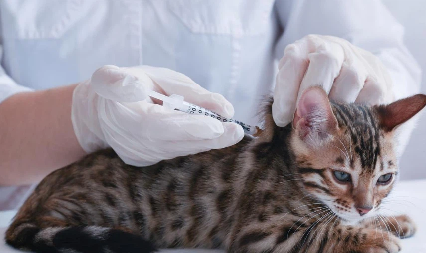 GS-441524 cats | Shaanxi BLOOM Tech Co., Ltd GS-441524 cats | Shaanxi BLOOM Tech Co., Ltd