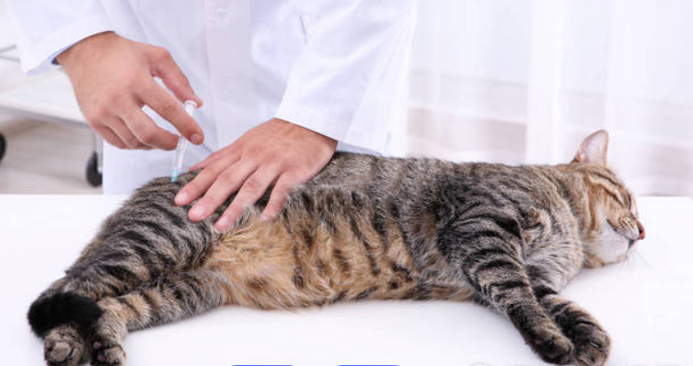 GS-441524 fip for cats | Shaanxi BLOOM Tech Co., Ltd GS-441524 fip for cats | Shaanxi BLOOM Tech Co., Ltd
