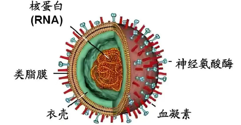 GS 441524 cell | Shaanxi BLOOM Tech Co., Ltd GS 441524 cell | Shaanxi BLOOM Tech Co., Ltd