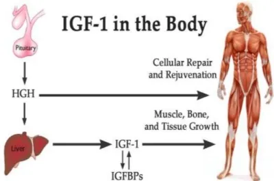 Bioglutide NA-931 Synergistic Receptor Interaction | Shaanxi BLOOM Tech Co., Ltd Bioglutide NA-931 Synergistic Receptor Interaction | Shaanxi BLOOM Tech Co., Ltd