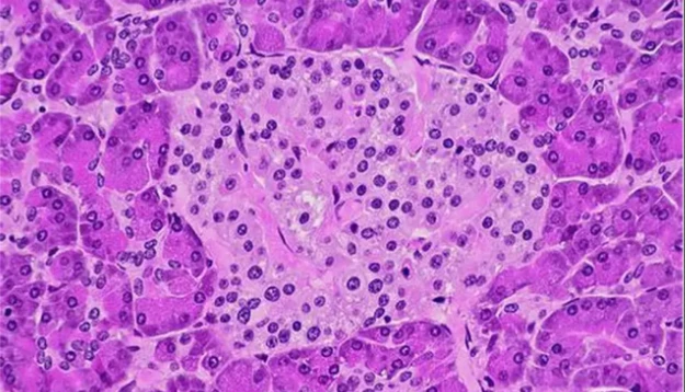 Bioglutide NA-931 GLP-1R | Shaanxi BLOOM Tech Co., Ltd Bioglutide NA-931 GLP-1R | Shaanxi BLOOM Tech Co., Ltd