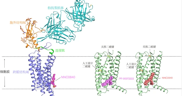 Bioglutide NA-931 IGF | Shaanxi BLOOM Tech Co., Ltd Bioglutide NA-931 IGF | Shaanxi BLOOM Tech Co., Ltd