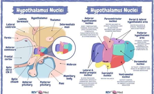 Bioglutide NA-931 hypothalamus nuclei | Shaanxi BLOOM Tech Co., Ltd Bioglutide NA-931 hypothalamus nuclei | Shaanxi BLOOM Tech Co., Ltd