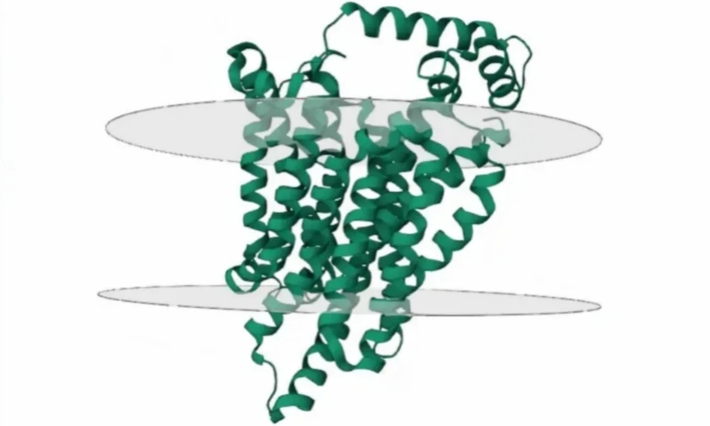 GS-441524 nucleoside transporters | Bloomtechz