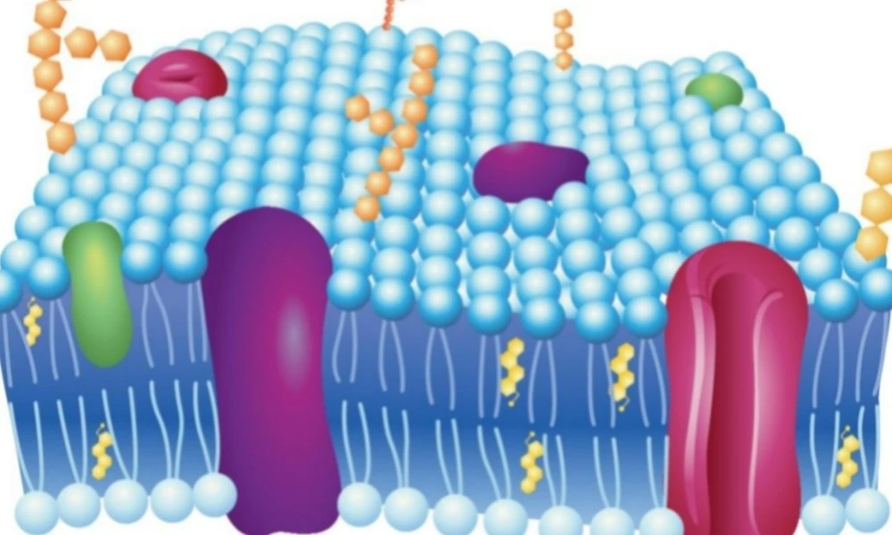 GS-441524 cell barrier | Bloomtechz