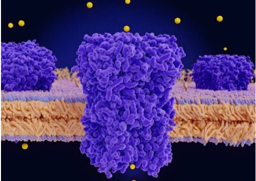 5-Amino-1MQ uses | Kpeptide 5-Amino-1MQ uses | Kpeptide