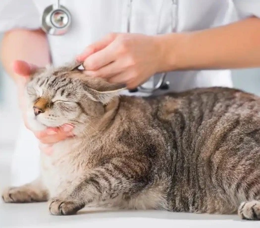 info-525-460