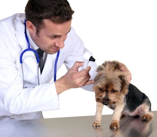 Trilostane Canine | Bloomtechz Trilostane Canine | Bloomtechz