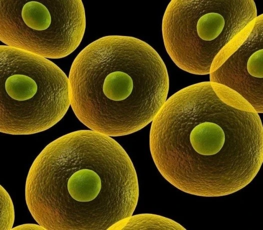 Milbemycin Oxime For Sale | Bloomtechz Milbemycin Oxime For Sale | Bloomtechz