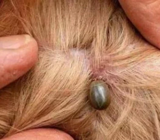 Trilostane buy | Bloomtechz Trilostane buy | Bloomtechz