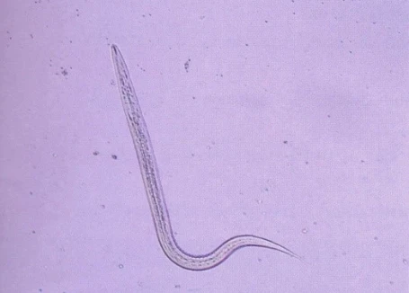 Milbemycin Oxime Parasite | Bloomtechz Milbemycin Oxime Parasite | Bloomtechz