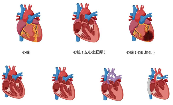 peptide heart | Shaanxi BLOOM Tech Co., Ltd peptide heart | Shaanxi BLOOM Tech Co., Ltd