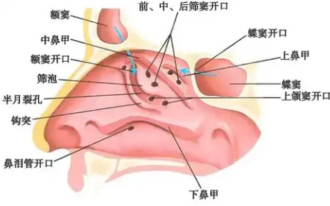 peptide bone | Shaanxi BLOOM Tech Co., Ltd peptide bone | Shaanxi BLOOM Tech Co., Ltd