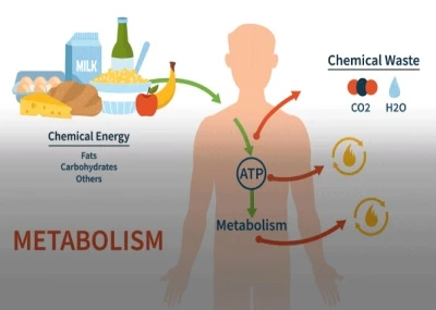 NAD+ optimizes endocrine balance | Shaanxi BLOOM Tech Co., Ltd