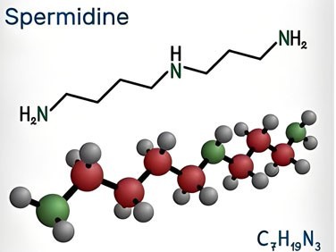 Spermidine Powder | Shaanxi BLOOM Tech Co., Ltd Spermidine Powder | Shaanxi BLOOM Tech Co., Ltd