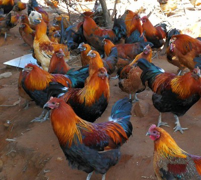 Mequindox Powder use | Shaanxi BLOOM Tech Co., Ltd Mequindox Powder use | Shaanxi BLOOM Tech Co., Ltd