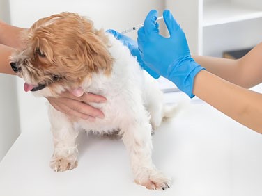 Lactoferrin Spray | Shaanxi BLOOM Tech Co., Ltd Lactoferrin Spray | Shaanxi BLOOM Tech Co., Ltd