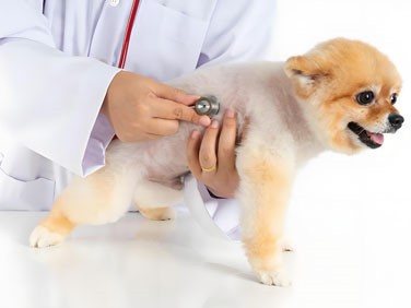 Lactoferrin Spray | Shaanxi BLOOM Tech Co., Ltd Lactoferrin Spray | Shaanxi BLOOM Tech Co., Ltd