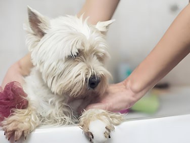 Lactoferrin Spray | Shaanxi BLOOM Tech Co., Ltd Lactoferrin Spray | Shaanxi BLOOM Tech Co., Ltd