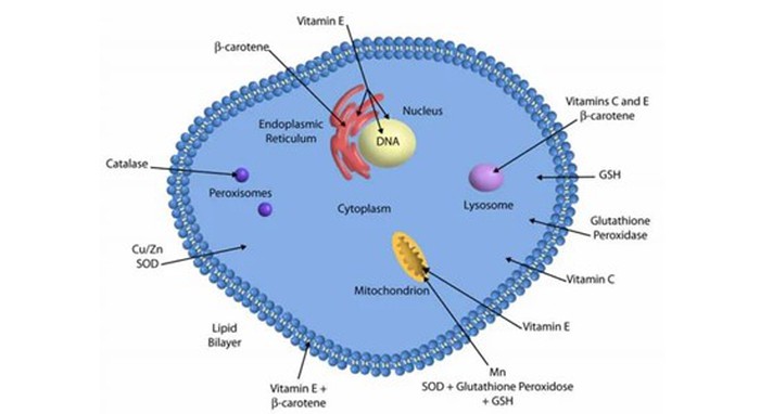 Laxogenin Tablets | Shaanxi BLOOM Tech Co., Ltd Laxogenin Tablets | Shaanxi BLOOM Tech Co., Ltd