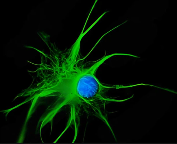 Huperzine A Tablet 500mcg | Shaanxi BLOOM Tech Co., Ltd Huperzine A Tablet 500mcg | Shaanxi BLOOM Tech Co., Ltd