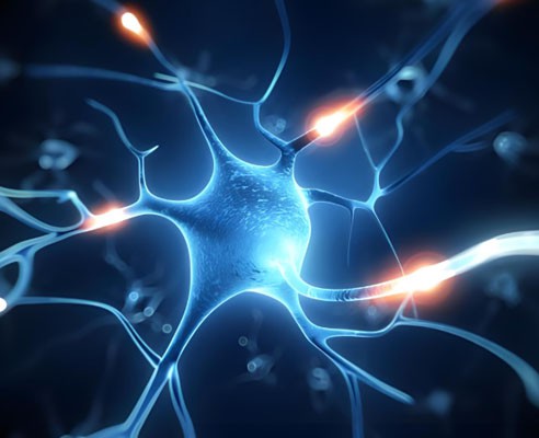 5-Benzyloxyindole use | Shaanxi BLOOM Tech Co., Ltd 5-Benzyloxyindole use | Shaanxi BLOOM Tech Co., Ltd