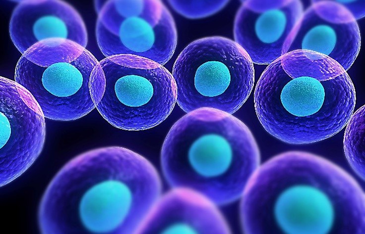 Copper Peptide Immunomodulation | Shaanxi BLOOM Tech Co., Ltd Copper Peptide Immunomodulation | Shaanxi BLOOM Tech Co., Ltd