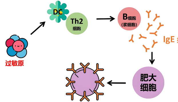 Promethazine hydrochloride uses | Shaanxi BLOOM Tech Co., Ltd Promethazine hydrochloride uses | Shaanxi BLOOM Tech Co., Ltd