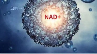 Pyridoxal 5'-phosphate monohydrate uses CAS 41468-25-1 | Shaanxi BLOOM Tech Co., Ltd Pyridoxal 5'-phosphate monohydrate uses CAS 41468-25-1 | Shaanxi BLOOM Tech Co., Ltd