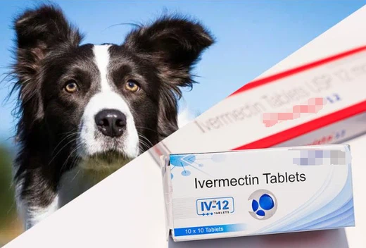 Ivermectin stromectol tablet uses | Shaanxi BLOOM Tech Co., Ltd Ivermectin stromectol tablet uses | Shaanxi BLOOM Tech Co., Ltd