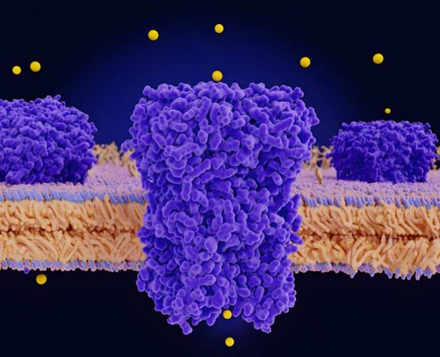 IGF 1 LR3 1mg use | Shaanxi BLOOM Tech Co., Ltd IGF 1 LR3 1mg use | Shaanxi BLOOM Tech Co., Ltd