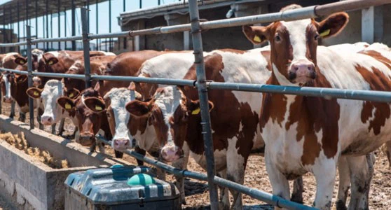 Tildipirosin Online | Shaanxi BLOOM Tech Co., Ltd Tildipirosin Online | Shaanxi BLOOM Tech Co., Ltd