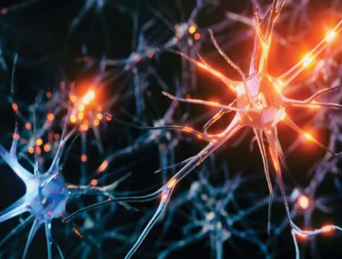 Huperzine A Online | Shaanxi BLOOM Tech Co., Ltd Huperzine A Online | Shaanxi BLOOM Tech Co., Ltd